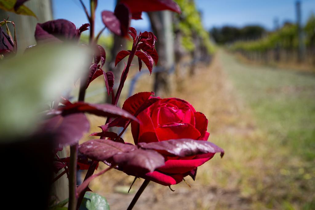 Margrain Vineyard Villas Martinborough Eksteriør bilde
